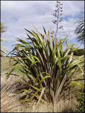 image of phormium tenax flax