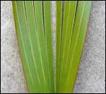 a split flax leaf