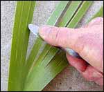 scraping a flax leaf