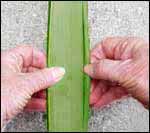 splitting a flax leaf